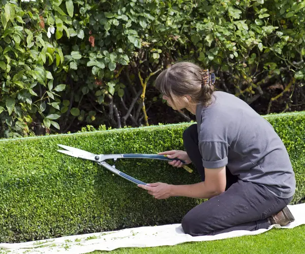 Gärtnerin schneidet Hecke mit Gartenschere