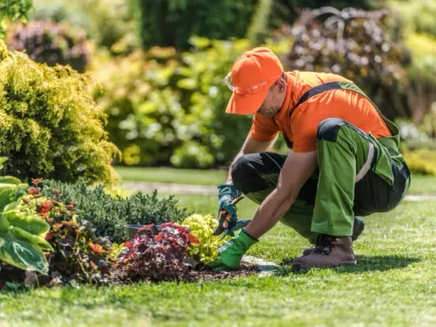 Gärtner in grüner Schutzkleidung bei der professionellen Gartenpflege