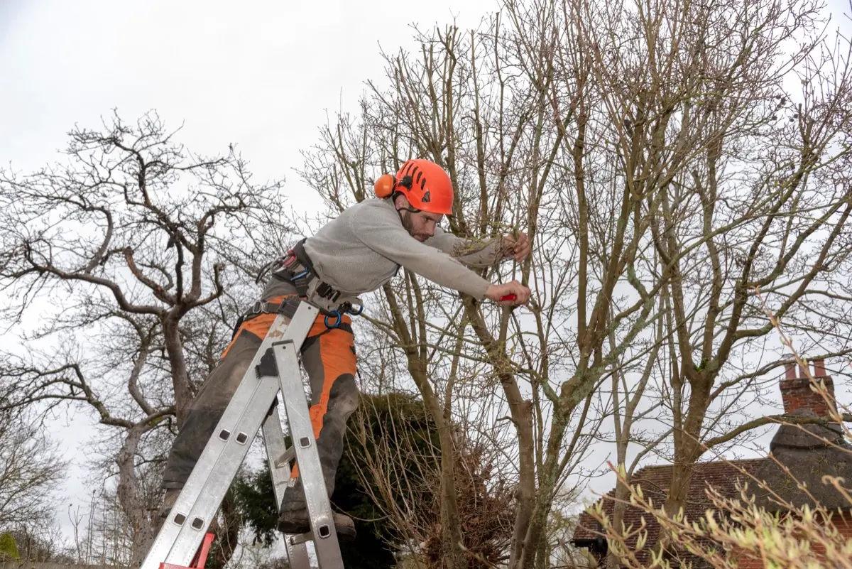Fachkraft schneidet gesicherte Äste aus einer Baumkrone