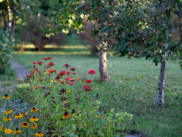Naturnaher Garten mit heimischen Stauden und Wildblumenwiese – aktuelle Trends in der Gartenpflege