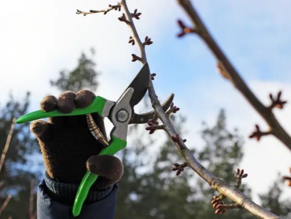 Fachgerechter Obstbaumschnitt im Spätwinter – idealer Zeitpunkt für Pflege- und Erziehungsschnitt