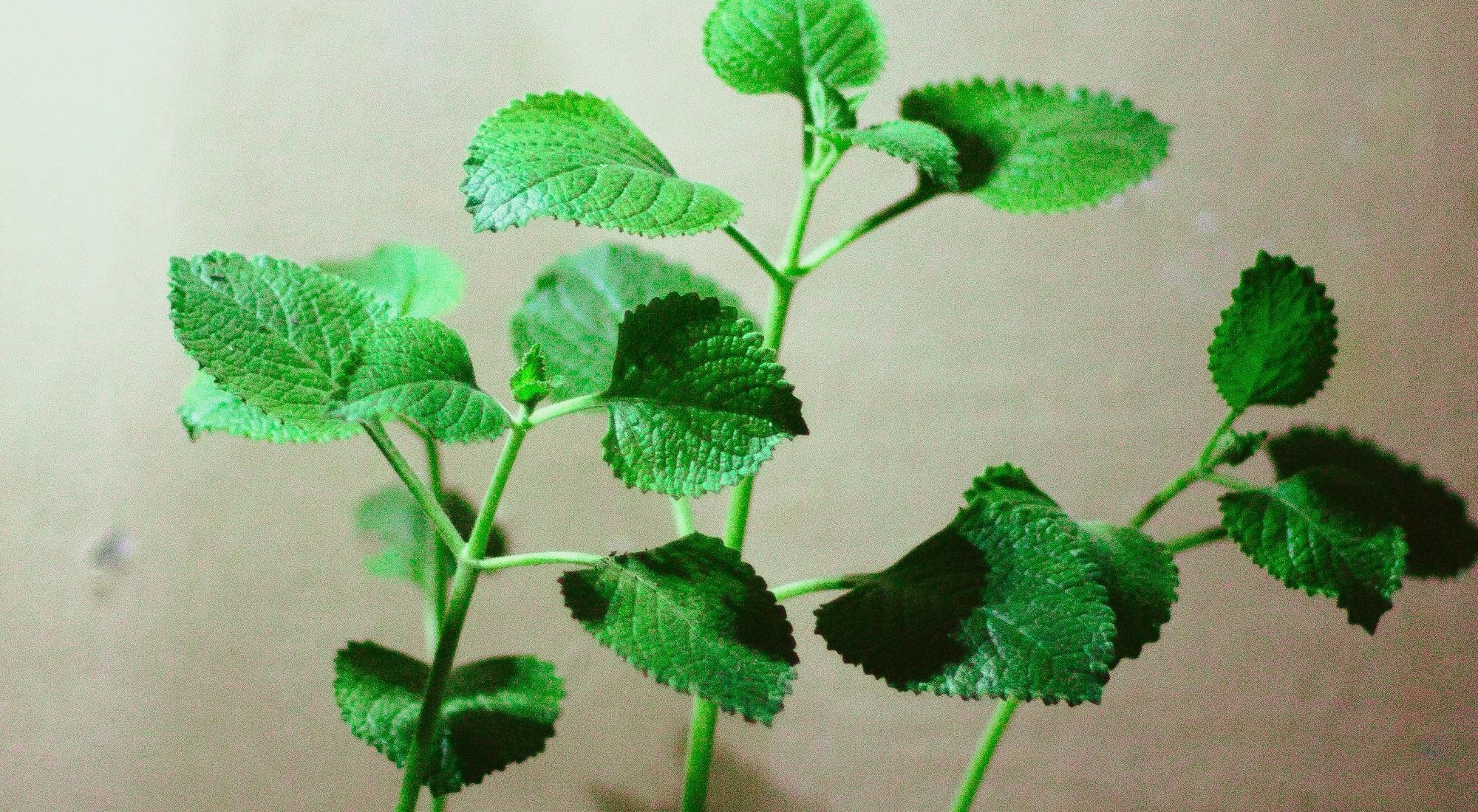 Oregano