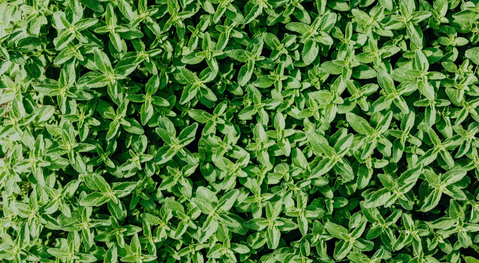 Thymian