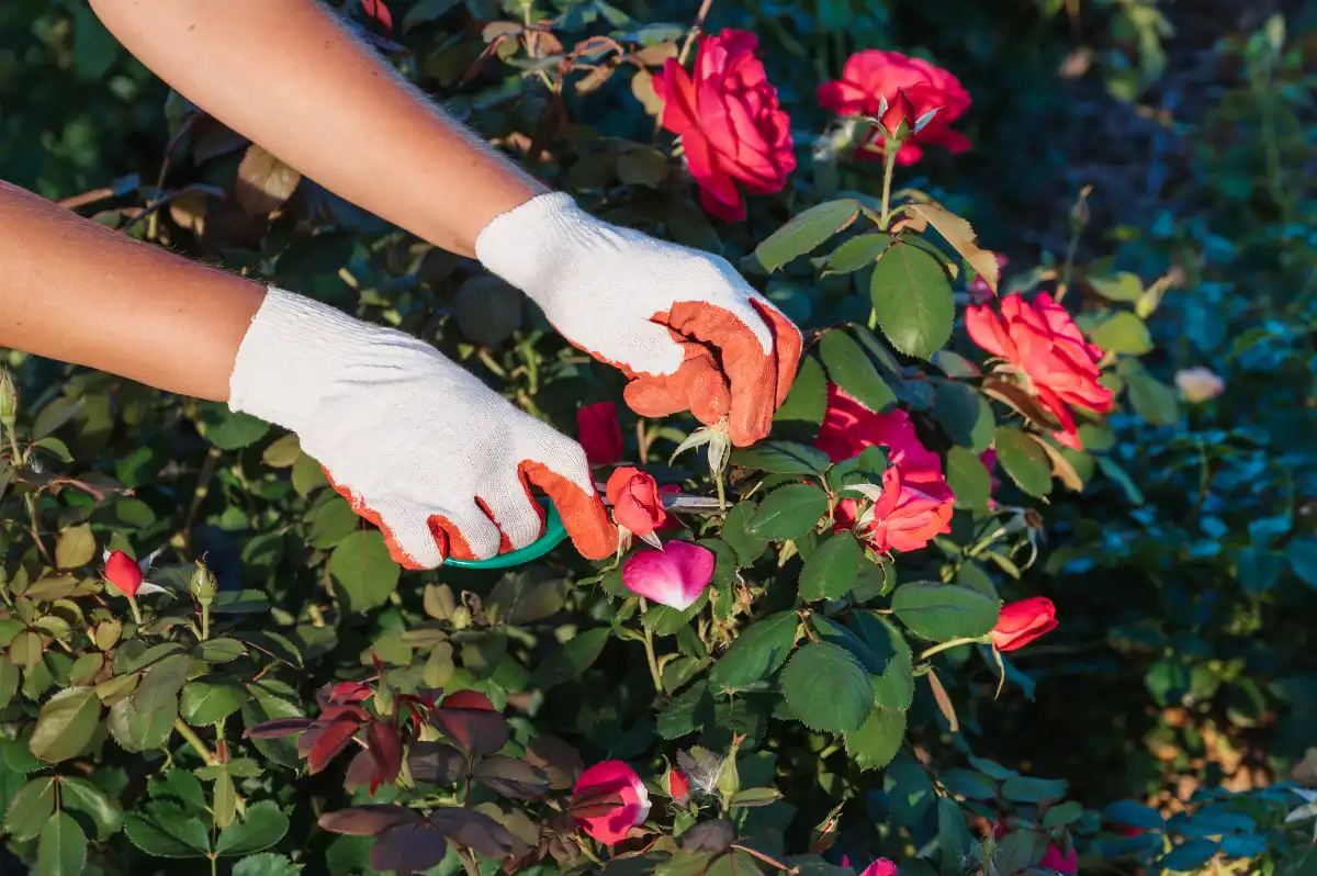 Frühjahr Rosen schneiden: So gelingt der perfekte Schnitt