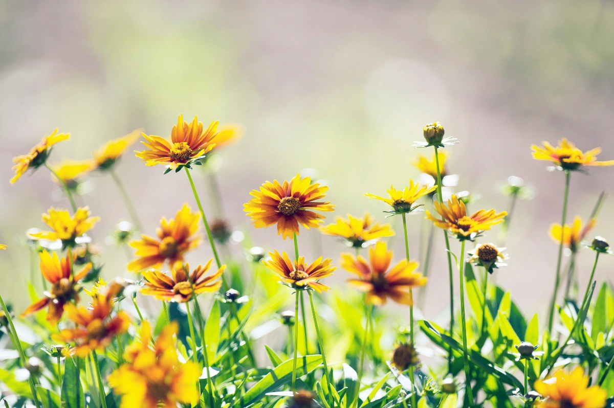 Bienenfreundliche Sommerblumen: 12 Beste Arten & Pflanzplan für Deinen Garten