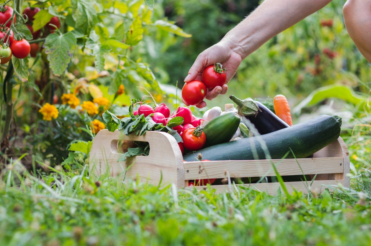 Biogarten Anlegen: Der Ultimative Leitfaden für Nachhaltiges Gärtnern