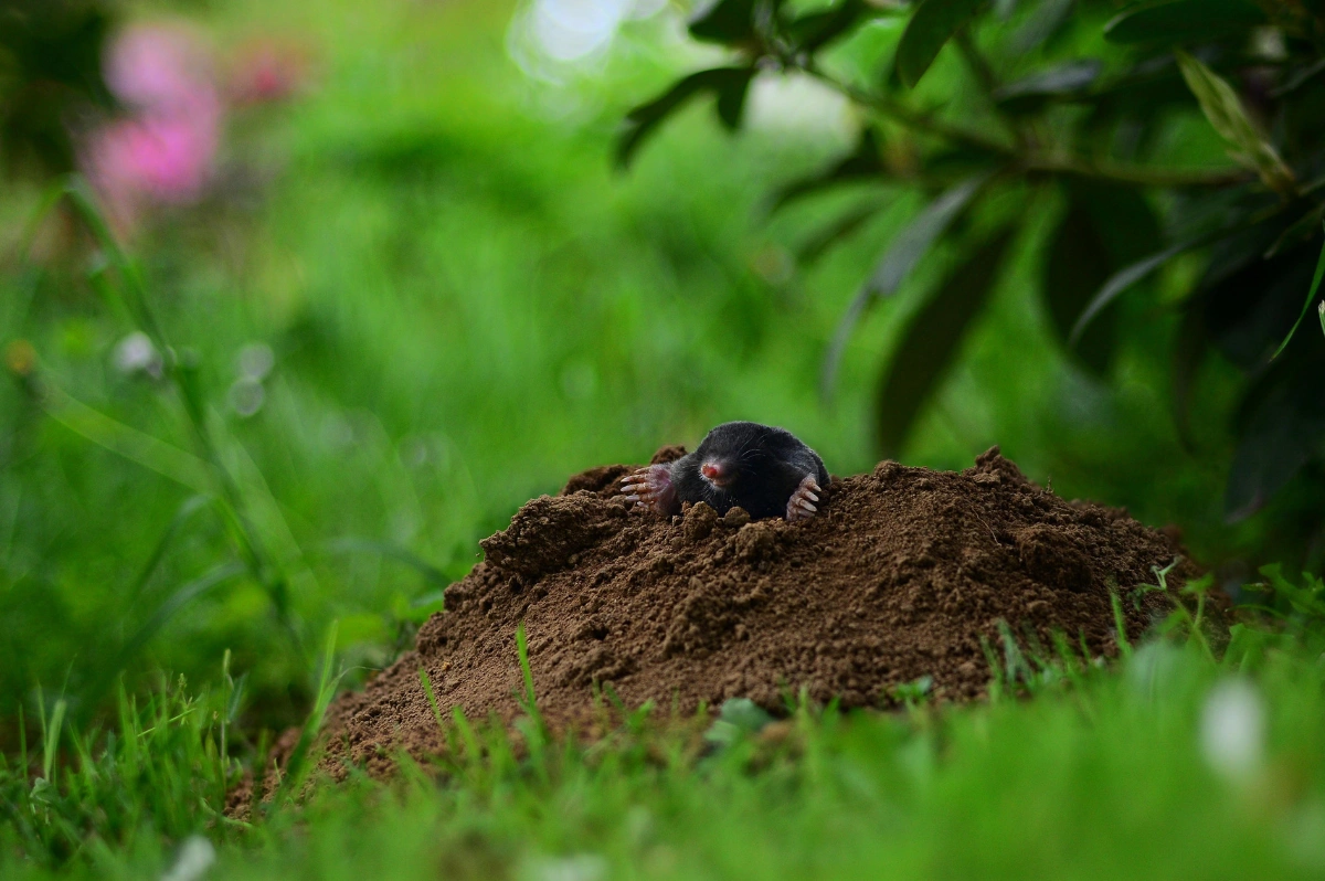 Maulwurf im Garten: 7 Tierfreundliche Methoden zur natürlichen Abwehr