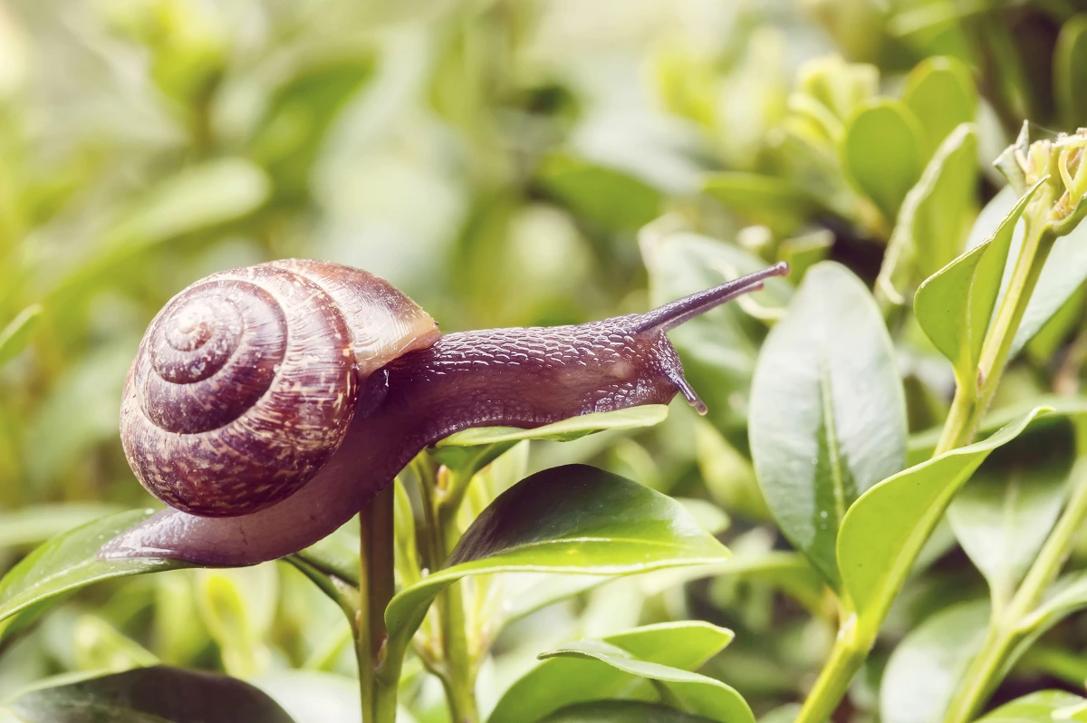 Schnecken bekämpfen: 7 nachhaltige Methoden für einen schneckenfreien Garten