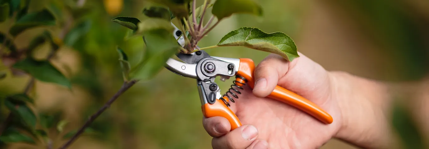 Obstbaumschnitt im Frühjahr: Anleitung, Tipps & Zeitplan für gesunde Bäume