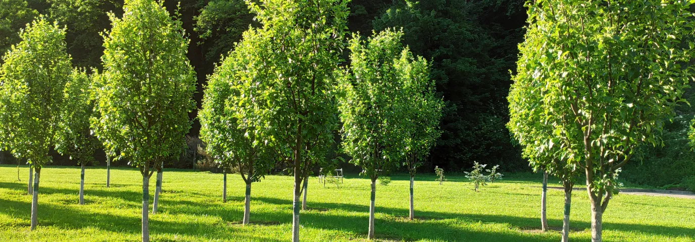 10 Außergewöhnliche Bäume für Ihren Garten: Exotische Arten für Deutschland