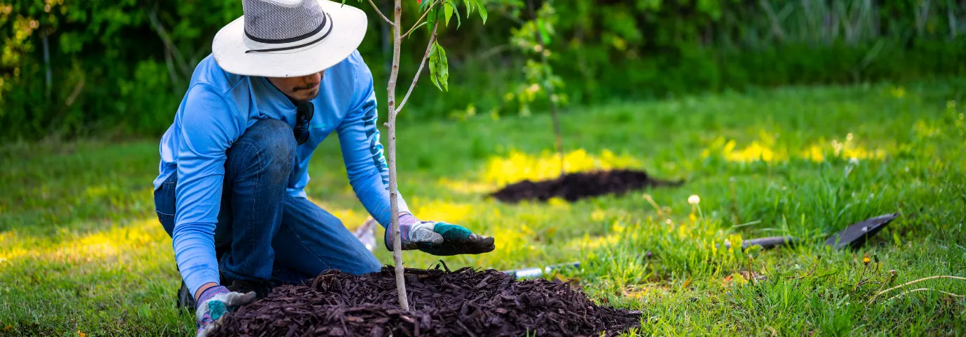 Die schönsten Bäume für den Garten: Perfekte Auswahl für jeden Platz