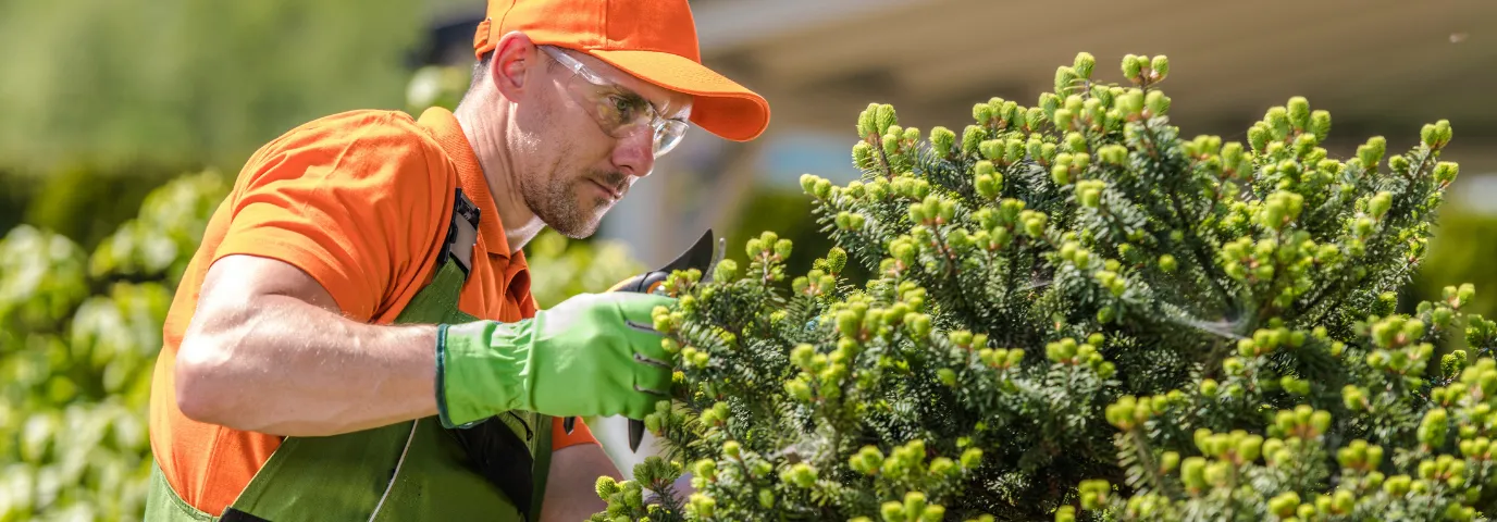 Immergrüne Bäume für den Garten: Die besten Arten für Sichtschutz & Pflege