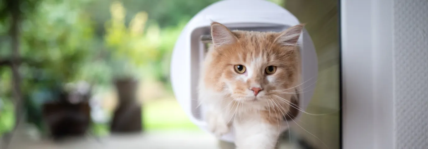 # Katzenklappe Einbauen Tür: Schritt-für-Schritt Anleitung für Alle Türtypen