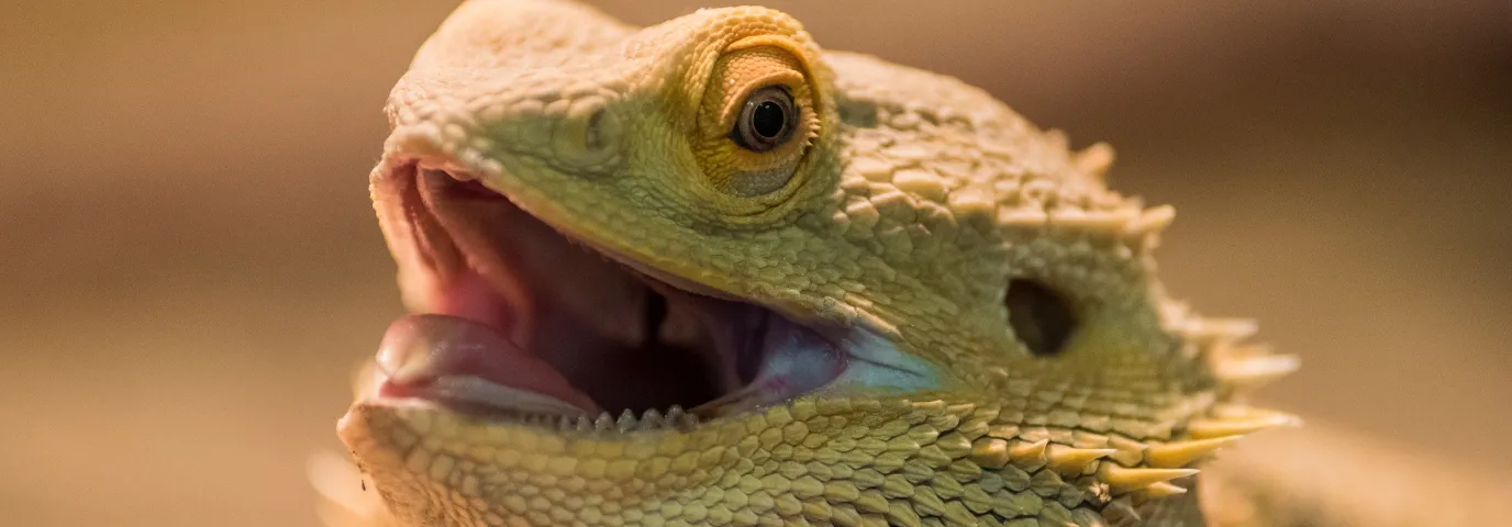 Reptilienburg Bauen: Kreative Anleitung für Dein Terrarium