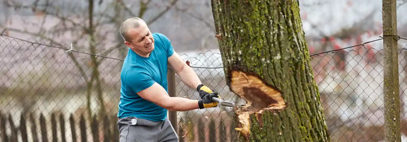 Baumfällung selbst machen oder Profi? Kosten, Risiken & Rechtslage