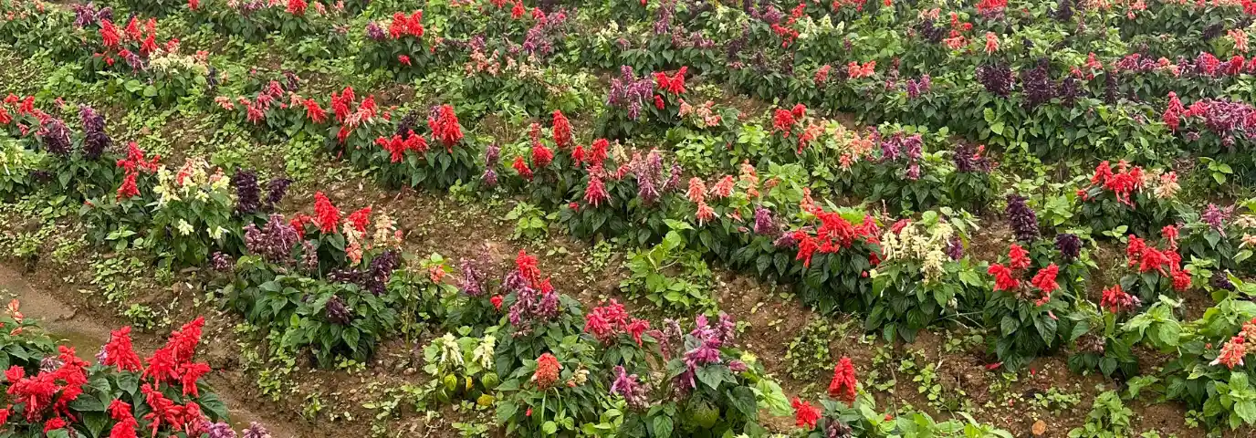 Garten am Hang gestalten: 7 geniale Ideen für schwierige Hanglagen