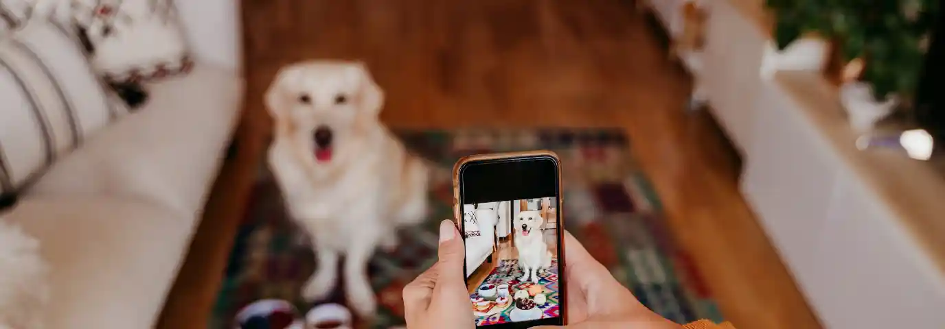 Haustierfotografie: 7 Tipps für emotionale Tierporträts zu Hause