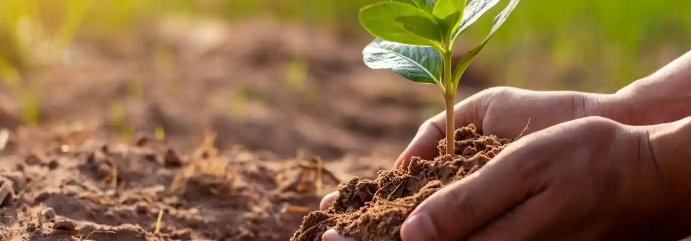 Hitzeresistente Pflanzen: 15 robuste Arten für Garten & Balkon