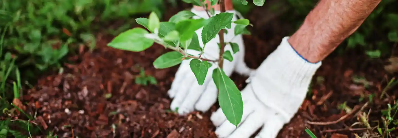 Schneckenfreundlicher Garten: Mikroklima clever gestalten für optimale Pflanzenförderung