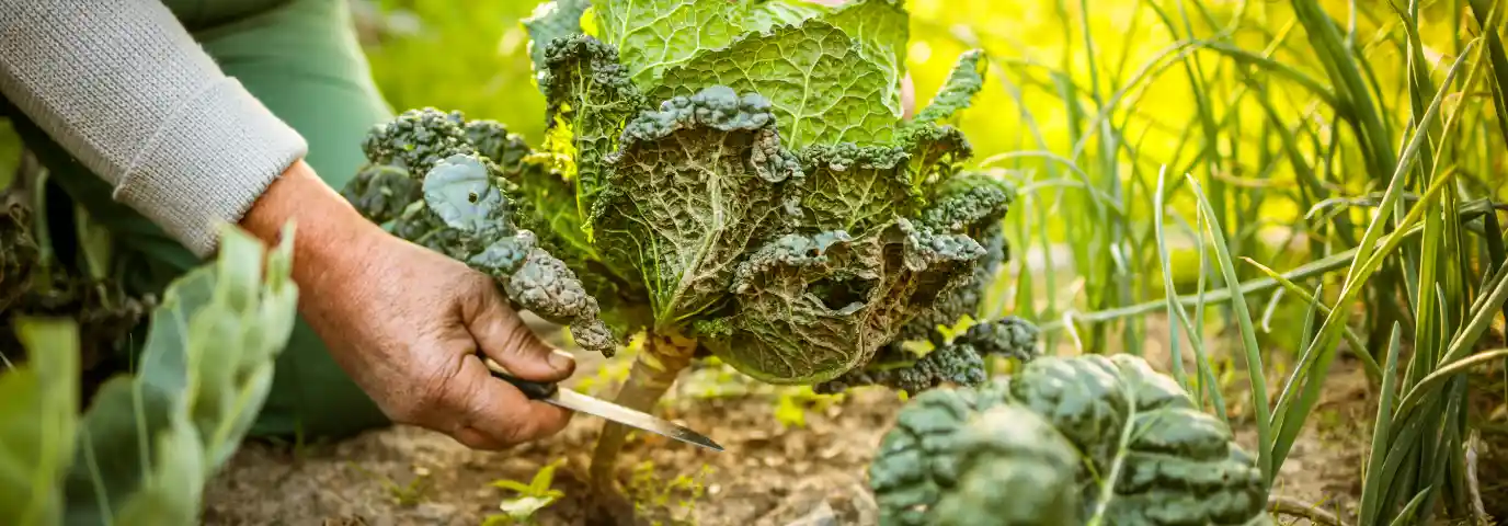 Permakultur Garten: Nachhaltiges Gärtnern für Anfänger einfach erklärt