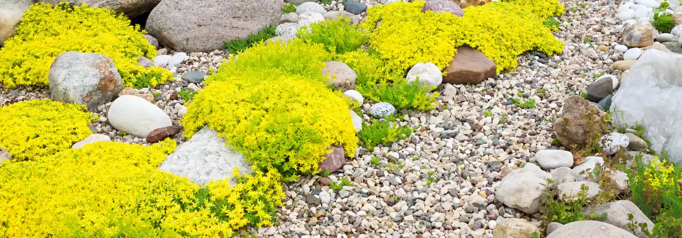 Rasenalternative Garten: 7 pflegeleichte Ideen für Ihren Traumgarten
