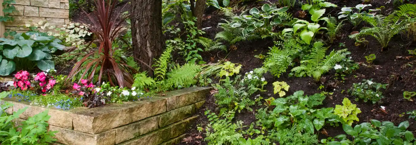 Schattenpflanzen Garten: 15 blühende Arten für schattige Plätze