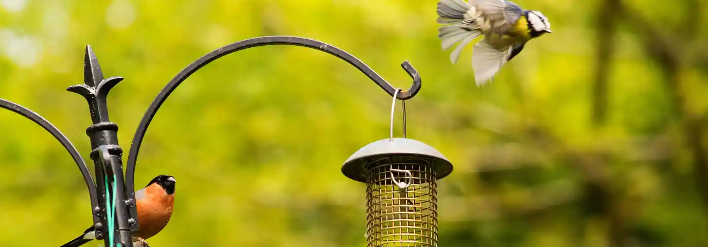 Vögel im Garten unterstützen: 6 Wege für Wasserstellen & Futter
