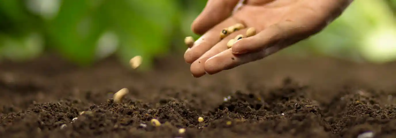 Pflanzplan für Anfänger: Wann welche Pflanzen säen & setzen - Dein Weg zum perfekten Garten