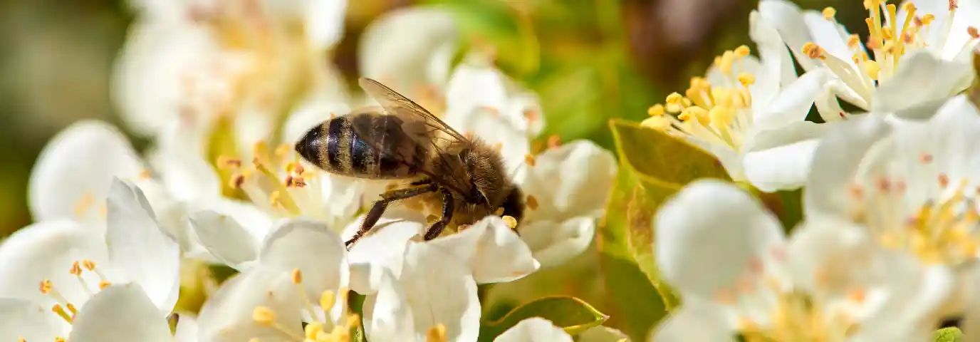 Wildbienen Garten: Nisthilfen selber bauen & Lebensraum schaffen