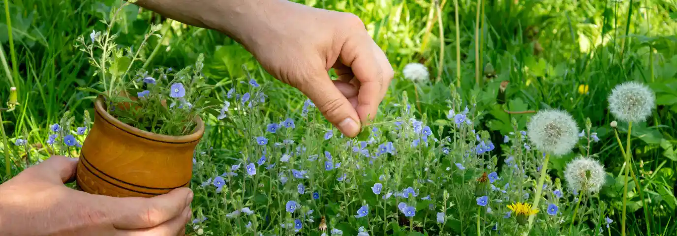 Wildgarten anlegen: Schritt-für-Schritt zum pflegeleichten Naturgarten