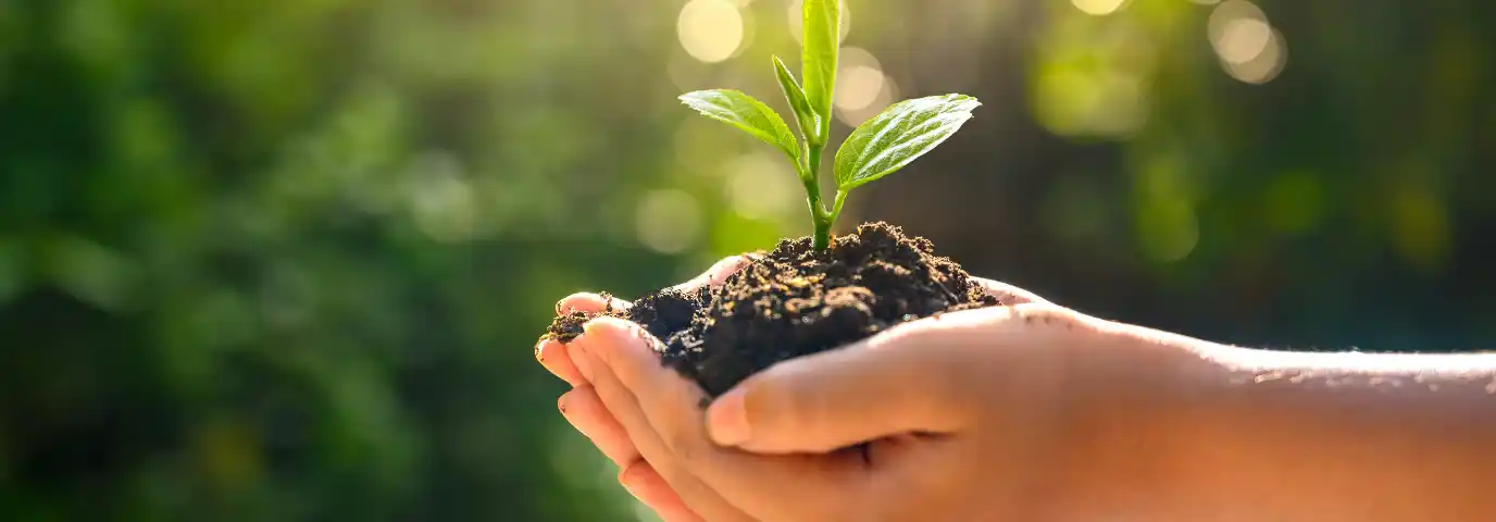 Nachhaltige Gartengestaltung planen: Schritt-für-Schritt zur grünen Oase