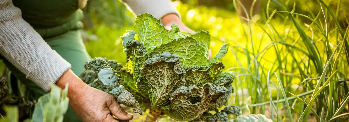 Permakultur im Garten umsetzen: Schritt-für-Schritt Anleitung für Anfänger