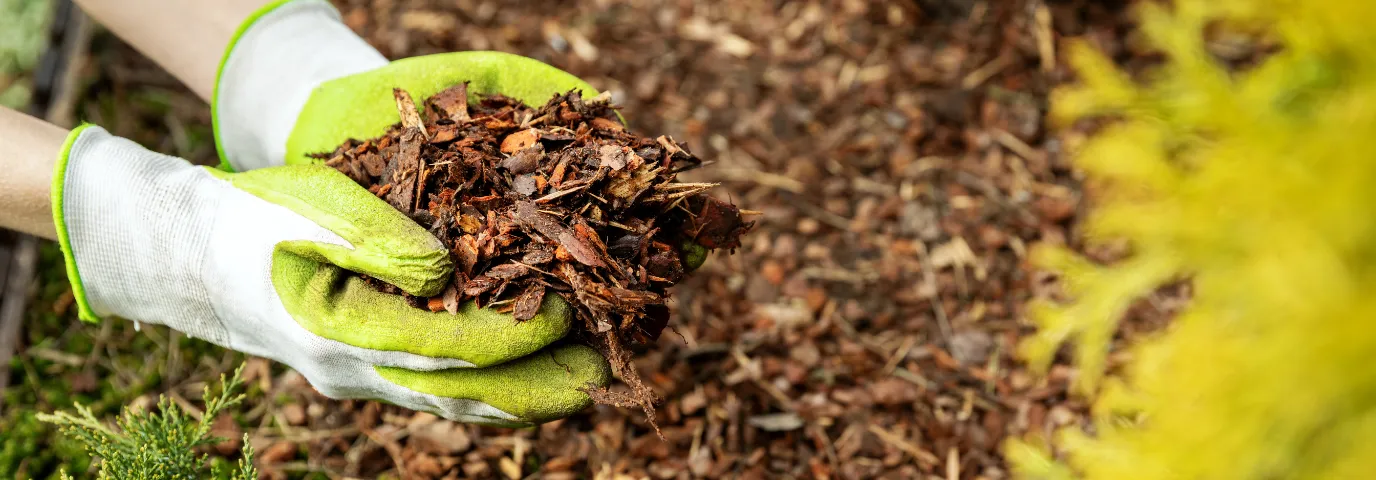 Beete mulchen: Komplette Anleitung für gesunde Pflanzen und Böden