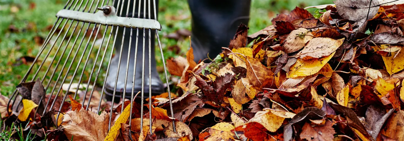 Gartenarbeit im Herbst: Komplette Anleitung + Profis finden