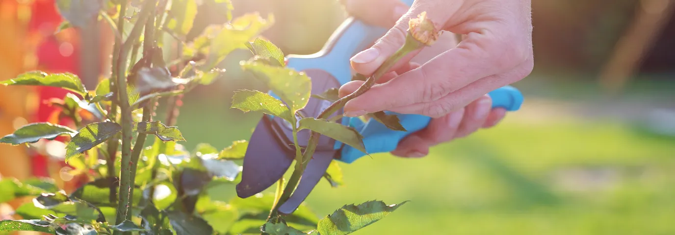 Rosen schneiden Anleitung: Schritt-für-Schritt zum perfekten Schnitt