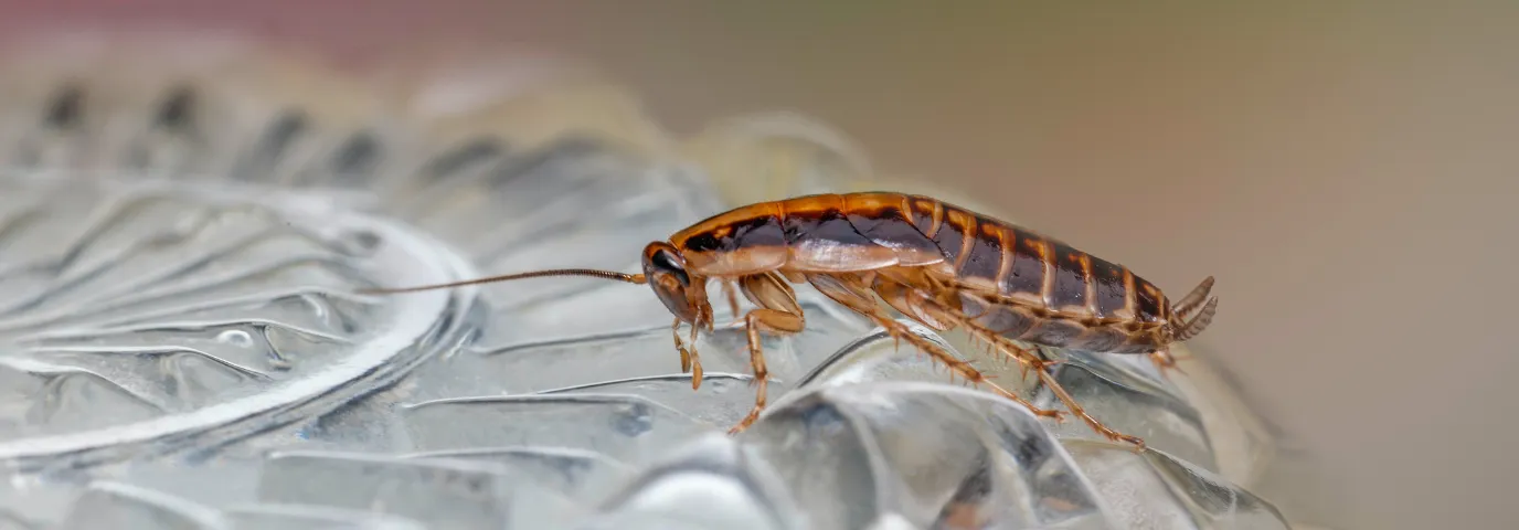 Schädlinge natürlich bekämpfen: 10 bewährte Bio-Methoden ohne Chemie