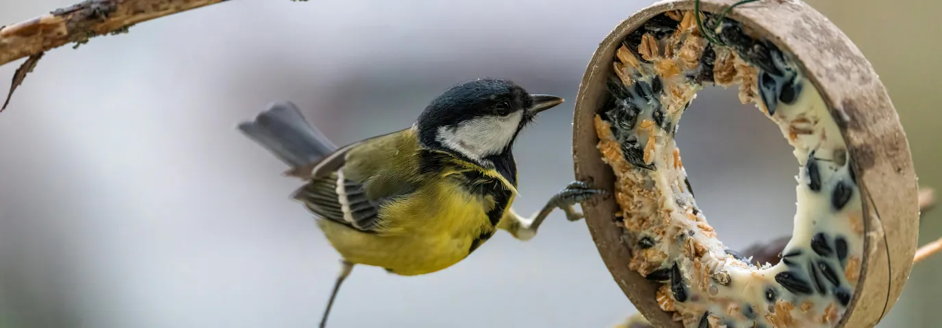 Vögel füttern im Winter: Praktische Anleitung für artgerechte Winterfütterung
