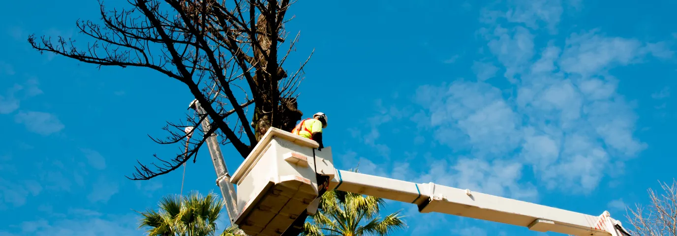 Baumfällgenehmigung beantragen: Kosten, Unterlagen & Voraussetzungen 2025