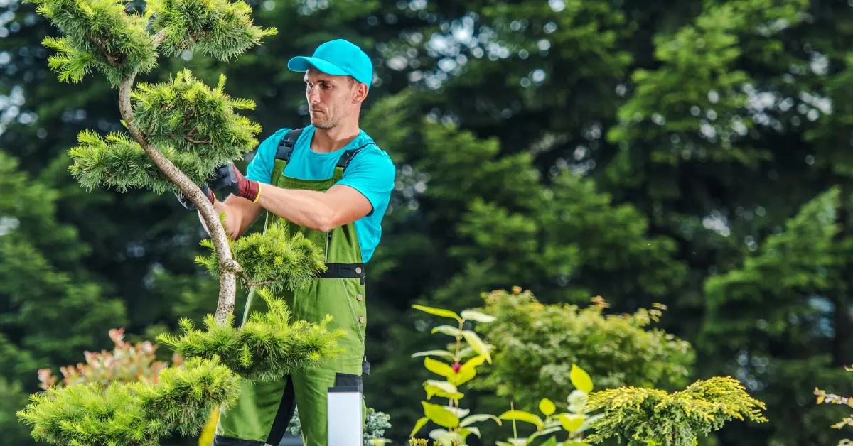 Pflanzen für schattigen Garten: Grüne Oasen ohne direkte Sonne