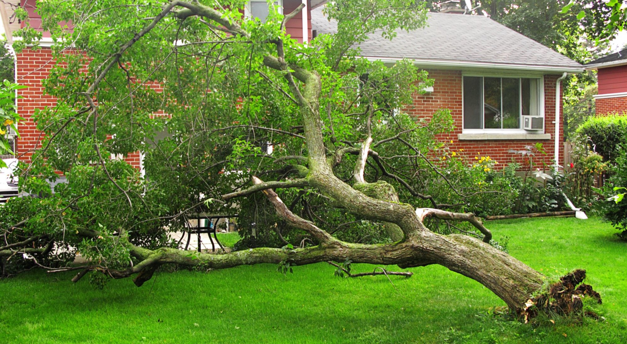 umgefallener Baum neben einem Haus