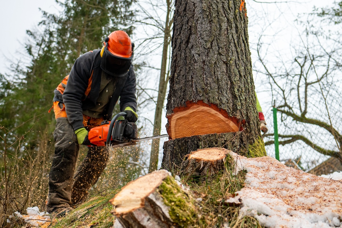 Baum fällen Kosten: Wie hoch sind die Preise für...