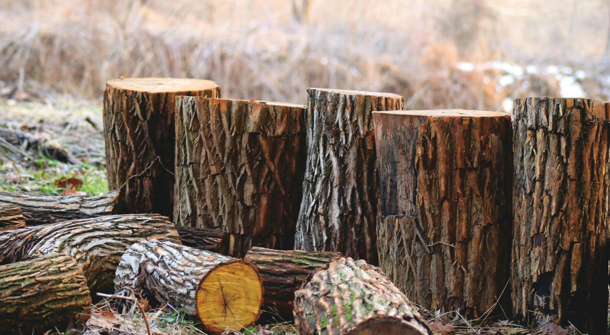 Baumstümpfe im Wald