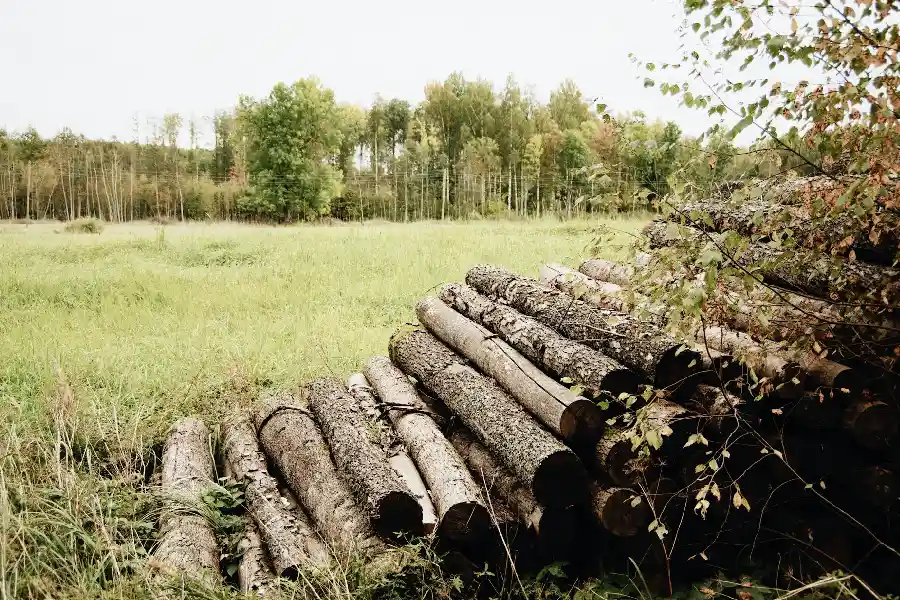 Stapel von gefällten und zersägten Bäumen