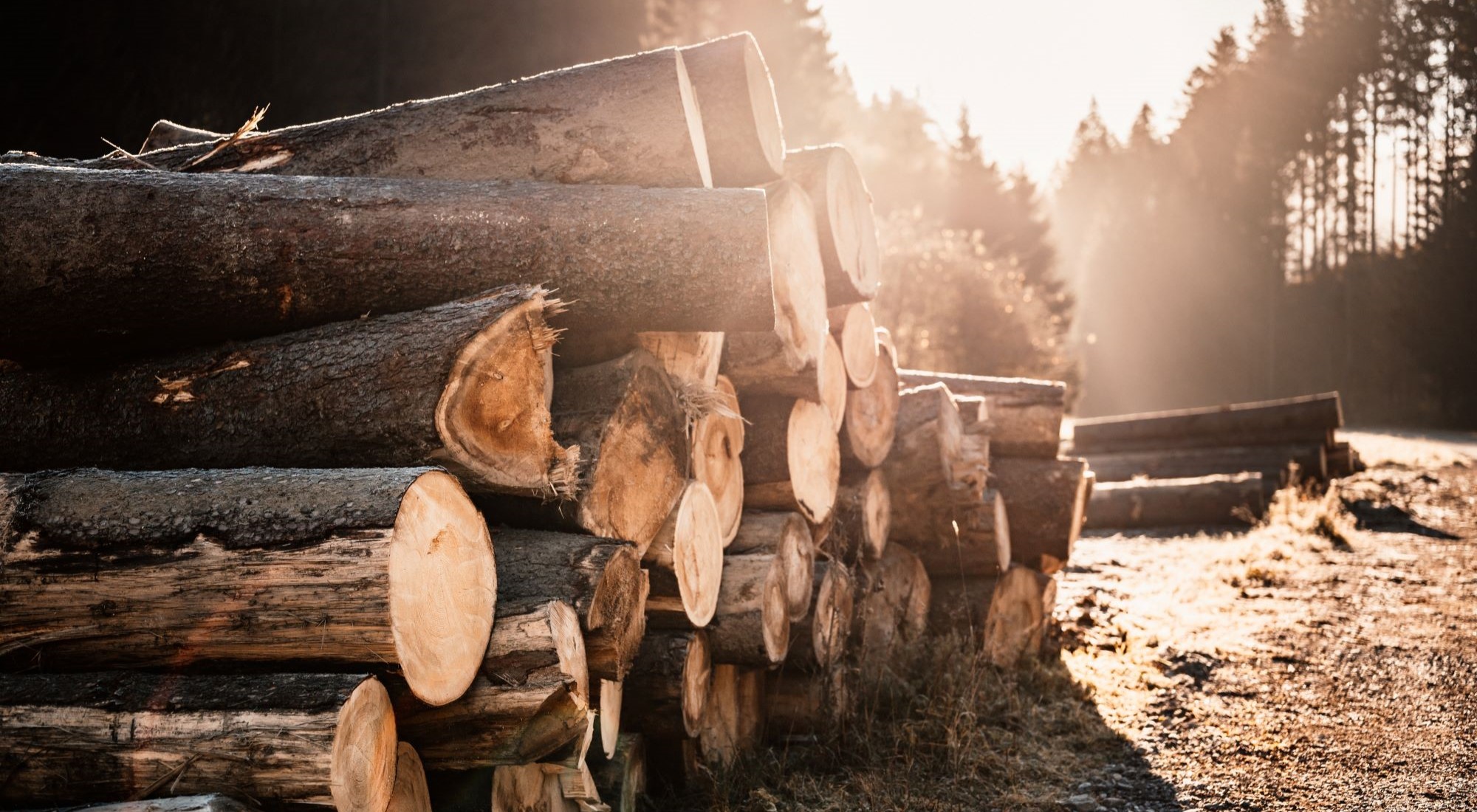 gestapelte Baumstämme im Wald