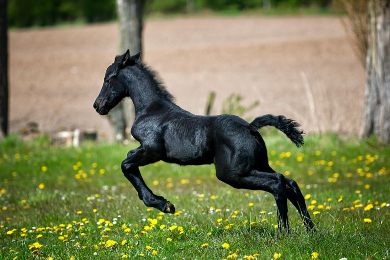 Bild von einem jungen schwarzen Pferd